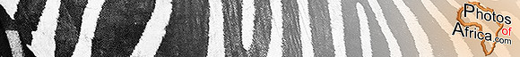 main page logo
