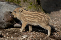 Wildlife in Europe