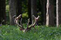 CVH_0019