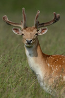 Wildlife in Europe